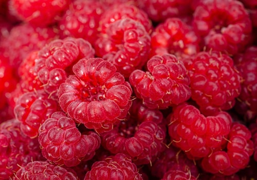 Atelier Nutrition 2026